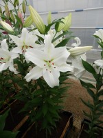 [4258 Gandhara No201.JPG]